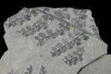 Pennsylvanian Fossil Fern (Sphenopteris) Plate - Kentucky #143715-2